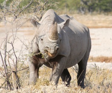 black-rhino
